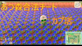 あつ森ッカブ活か花交配やる　#あつまれどうぶつの森 #あつもり実況 #あつもりチャンネル