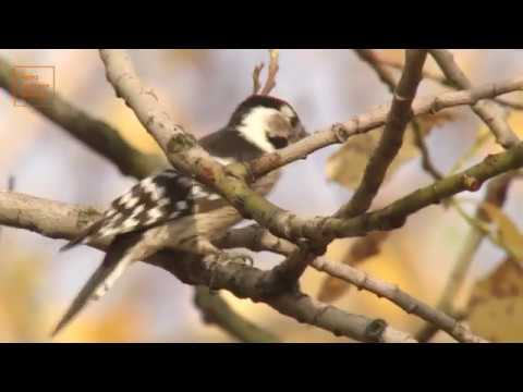 Sielmanns heimische Tiere - Der Kleinspecht HQ