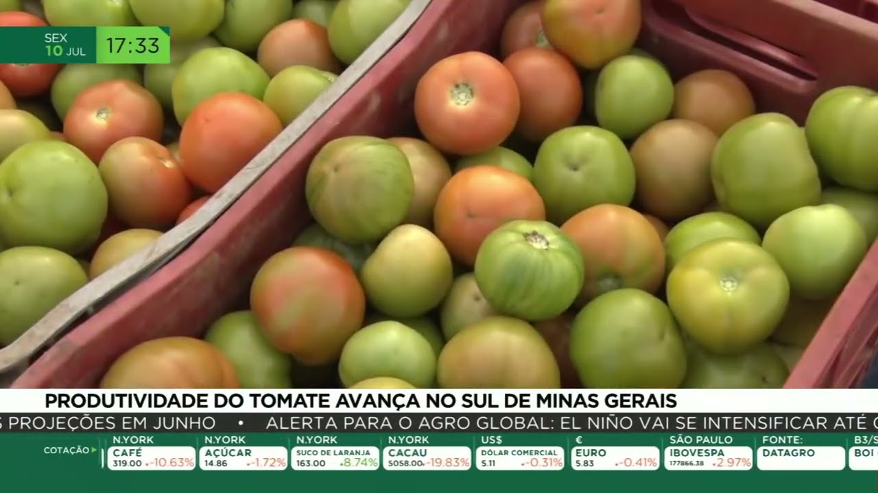 Produtividade do tomate avança no sul de Minas Gerais