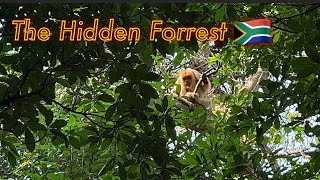 THE HIDDEN FORREST in Durban, South Africa🇿🇦 南アフリカ共和国ダーバンにある隠れた森に行ってきた！