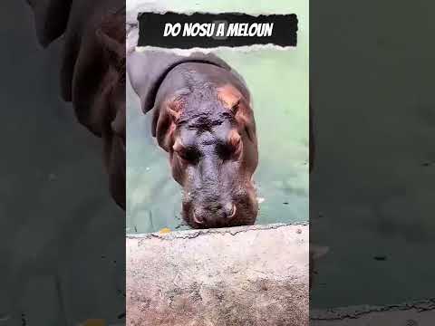 Když si hroch vezme věci do vlastních rukou 🥹❤️ #shorts #wholesome