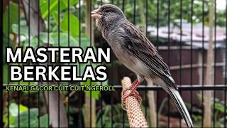 Download lagu Kemewahan Suara Kenari! Baru Putar 10 Detik Kenari Muda Langsung Berani Bunyi Keras! mp3