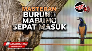 Download lagu Cucak Cungkok Super Gacor Bongkar Materi Masteran Khusu Burung Mabung Cepat Masuk mp3 Download lagu Cucak Cungkok Super Gacor Bongkar Materi Masteran Khusu Burung Mabung Cepat Masuk mp3
