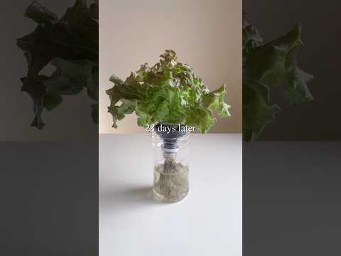 みじん切りレタス 植物