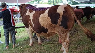 Download lagu HEATING UP, THE POEL 1 CLASS COMPETITION IS ONLY 2kg DIFFERENCE‼️ mp3