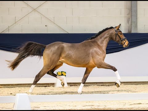 Rock My Heart: PAV BLOMQUIST x BUENTEEICHEN CANTANGO - pony 1.52m