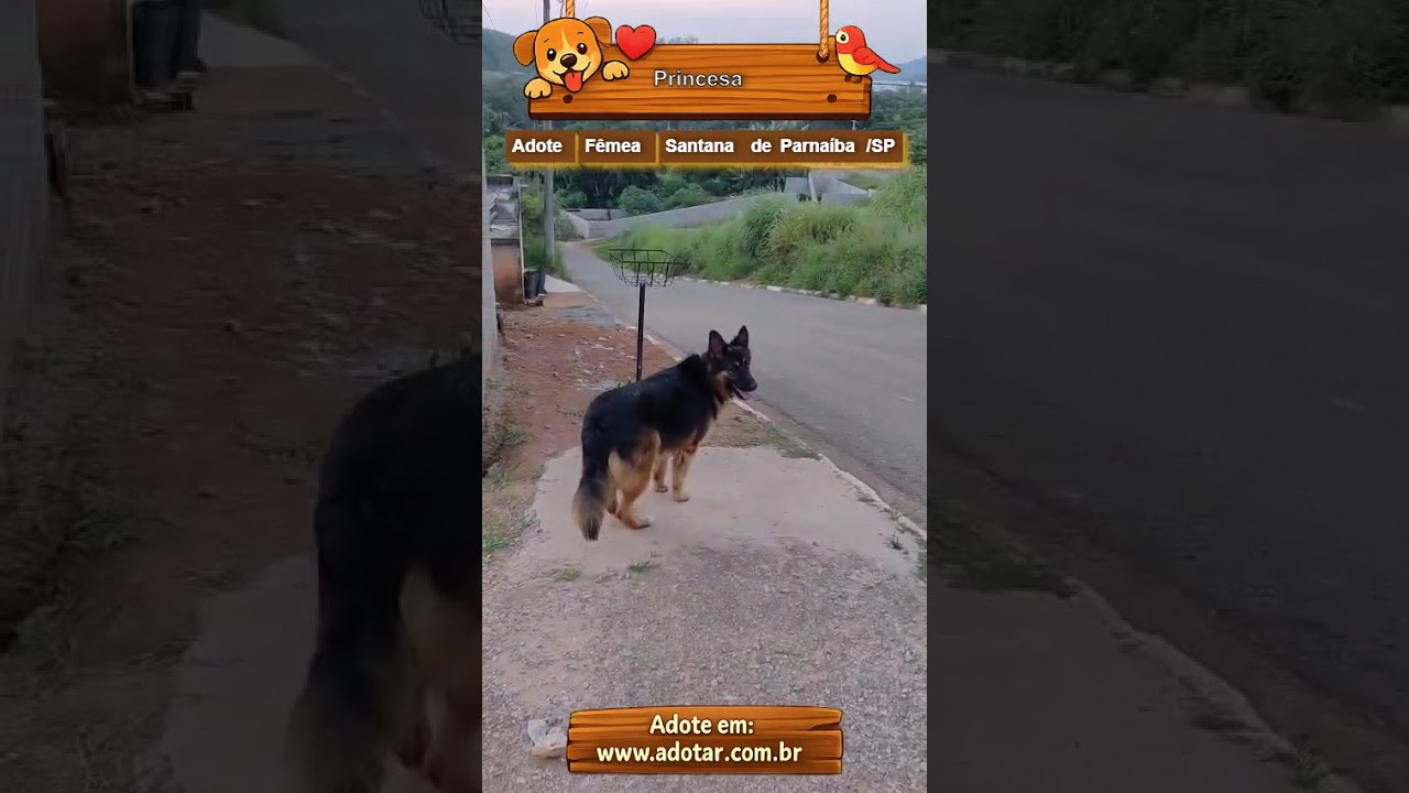 Cachorro raça Pastor Alemão idade 3 anos nome Princesa