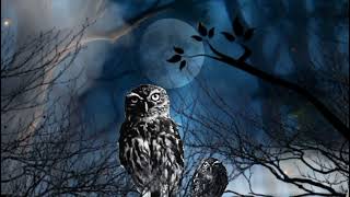 Download lagu NGERI !!! Suara Burung Celepuk Dimalam Hari !!! mp3 Download lagu NGERI !!! Suara Burung Celepuk Dimalam Hari !!! mp3