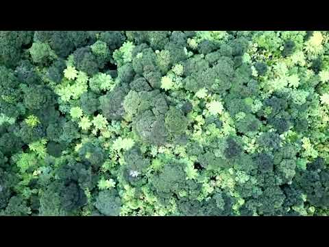 Avantdale Bowling Club - Still Feel Broke (Official Visualizer)