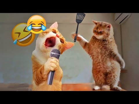 You Laugh You Lose 😽🐶Funniest cat and dog will make you laugh uncontrollably 🤑