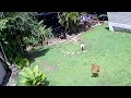 Dog Protects His Baby Sister ViralHog