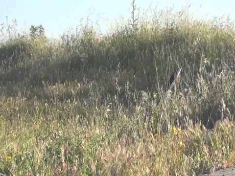 استهداف تجمعات قوات النظام في معسكري الحامدية و وادي الضيف بواسطة صواريخ محلية الصنع من قبل لواء قادمون يا شام