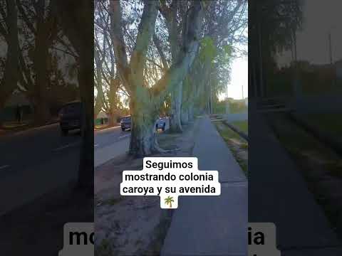 "COLONIA CAROYA Y SU AVENIDA"