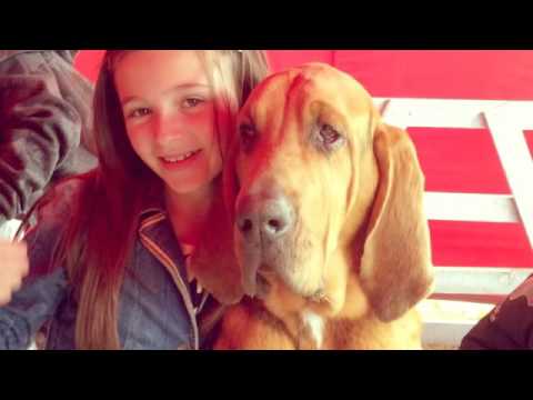 Wolverton Manor Show 2016  (Created with @Magisto)