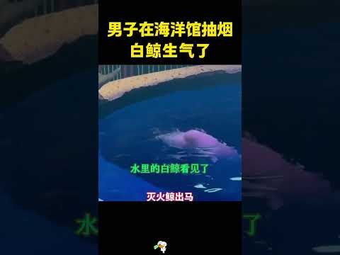 男子在海洋馆抽烟，白鲸生气了，反击太赞了。 #搞笑 #大熱門#正能量