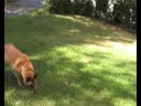 Artlist Collection : The Dog : Happy Life PSP