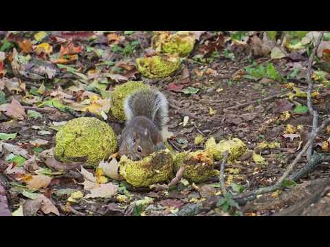 Squirrel eating an osage orange in Montrose Park in Fall 2018