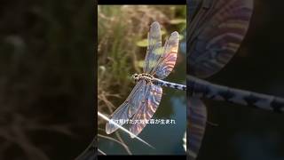 ㊙️ 荒れた土地には川が流れ始める！ #自然 #動物 #癒し #リラクゼーション