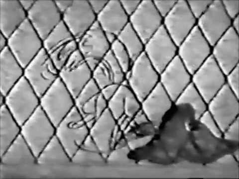 Turnabout is FOWL Play!