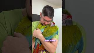 Great Green Macaw Project Complete