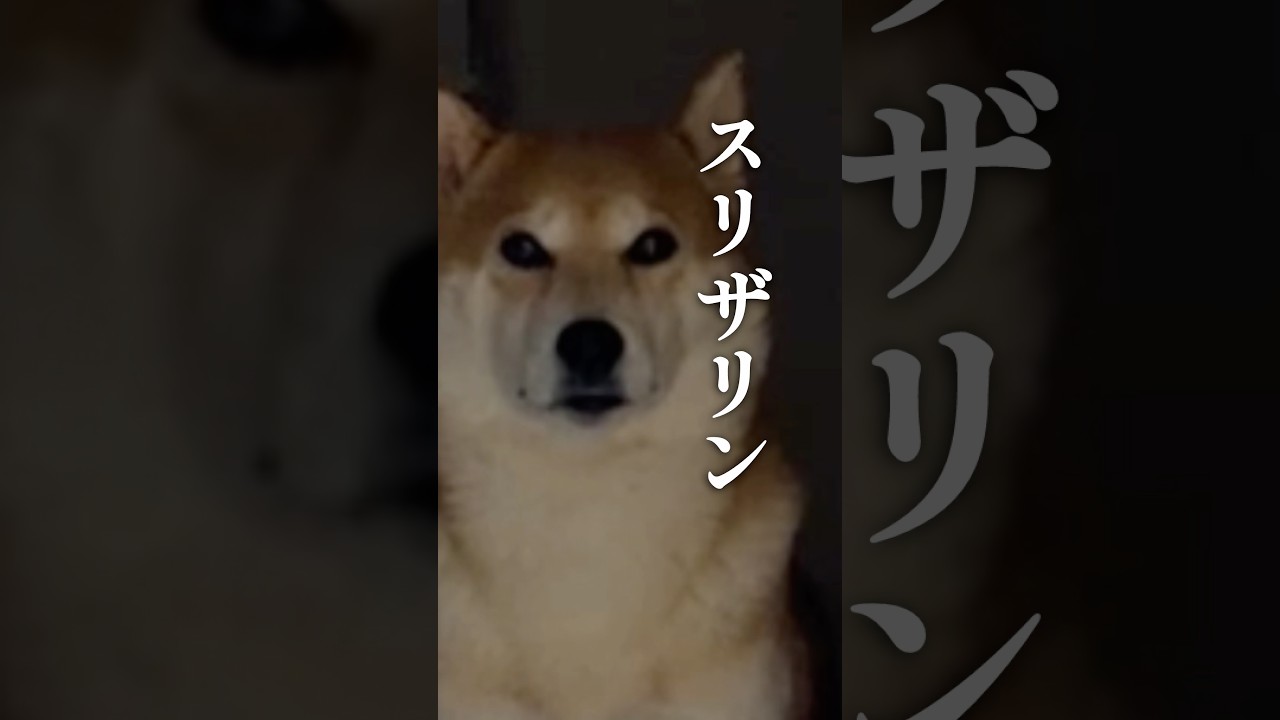 ハリーポッターを観た柴犬