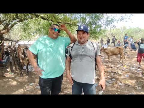 Compra y venta de Ganado en El Transito San Miguel El Salvador 