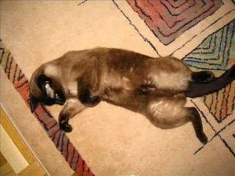 NtheWoody’s Video 137919699563 GVzmIzaKXD0