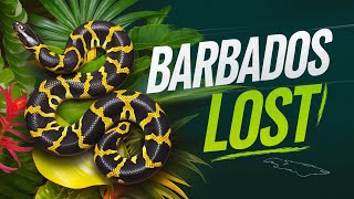 Download lagu The Barbados Racer Snake Lost from Caribbean Islands mp3