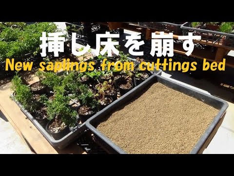 盆栽-1