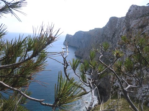 EL PI DE FORMENTOR