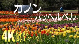 Download lagu パッヘルベル カノン ひたち海浜公園 チューリップ mp3