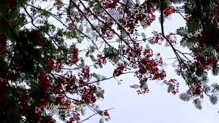 Download lagu LAGU MINANG TERBARU,,GAGAL MERANGKAI HATI,,IPUL VS HANISA mp3