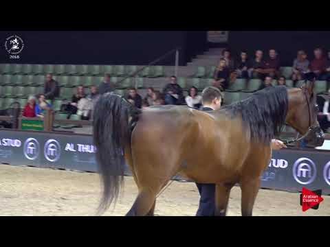 N.108 ODILLE KA - Lier 2018 - Futurity Fillies Championship (Class A)
