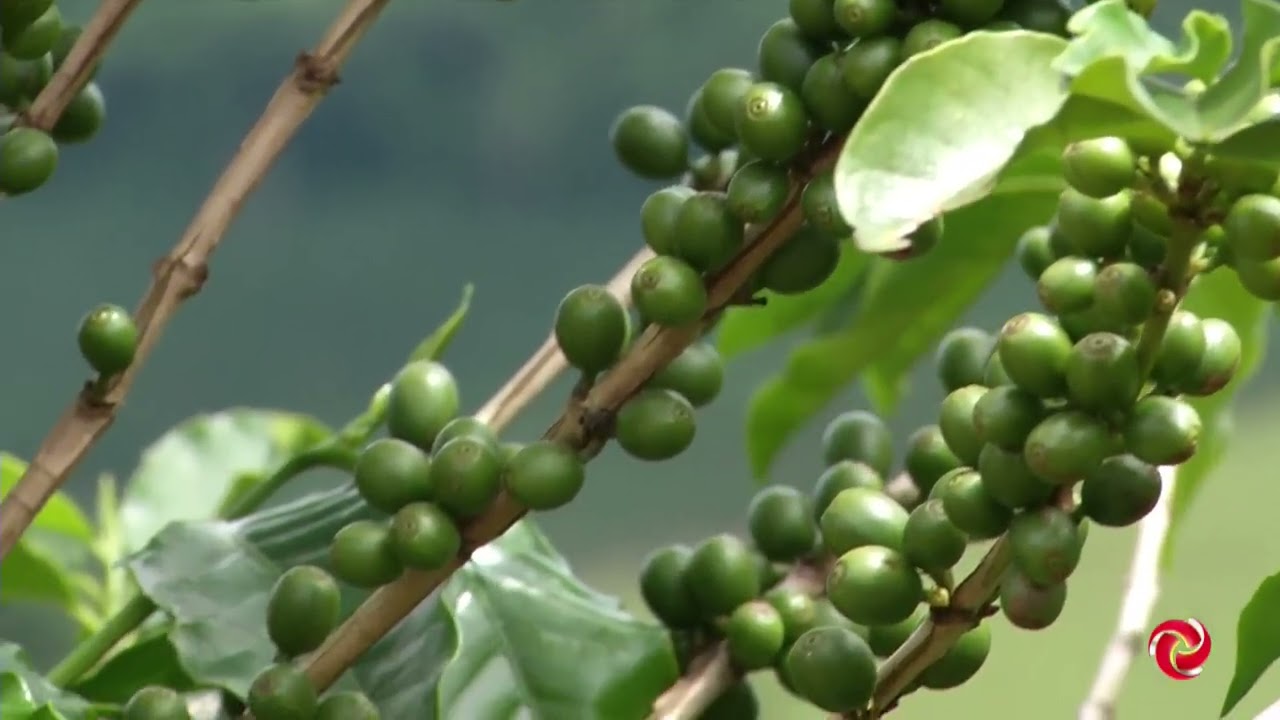 Manejo no café: chuva preocupa produtores rurais