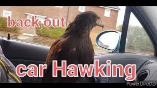 hunting with Harris Hawks & goshawks mixed videos