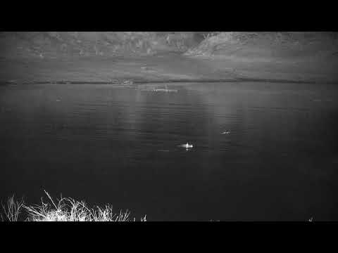 Djuma: Hippo male arrives-marks before going into the dam - 21:16 - 09/18/21