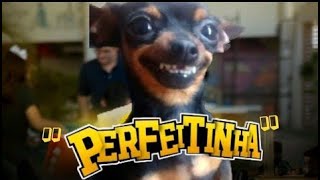 Enzo Rabelo - Perfeitinha 🐶 ( Paródia Enrraivadinha)
