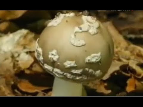 Ускоренное видео (time lapse)