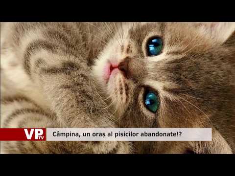 Câmpina, un oraș al pisicilor abandonate!?