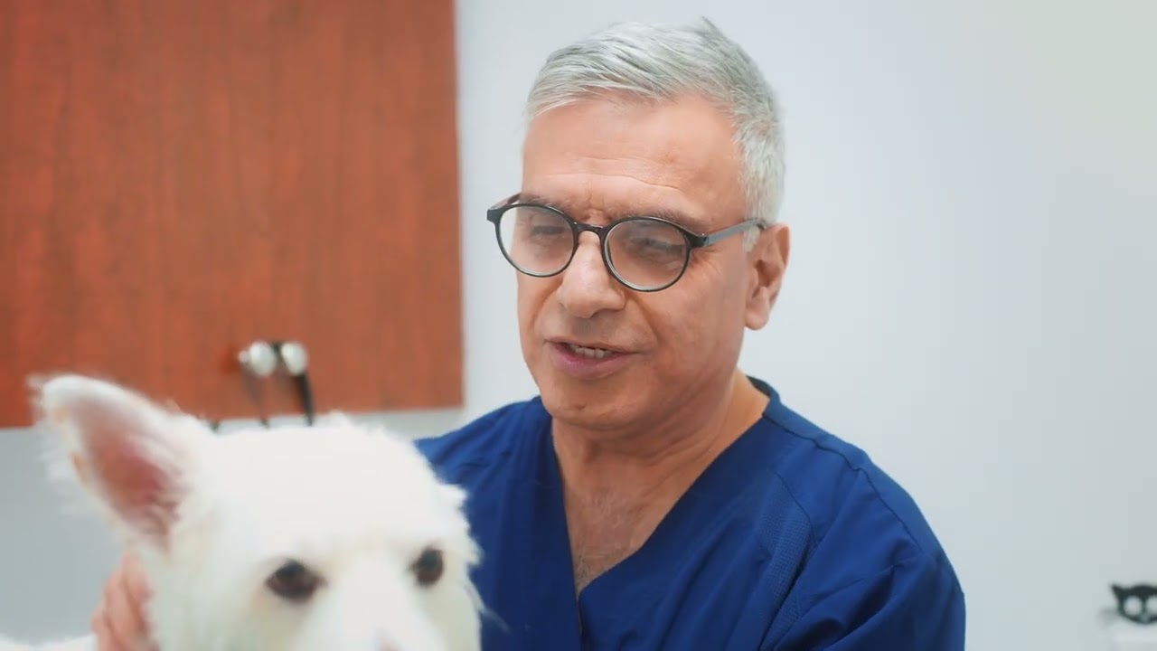 Veterinary care and pet wellness video