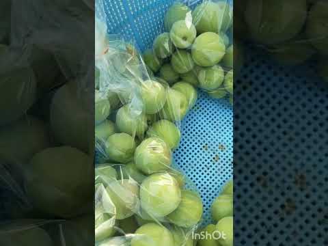 果樹の早期開花を遅らせ、回避するにはどうすればよいですか? + アイスセインツ 2024 の日程  庭園