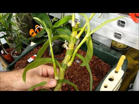 , title : 'How to clone orchids with keiki paste'