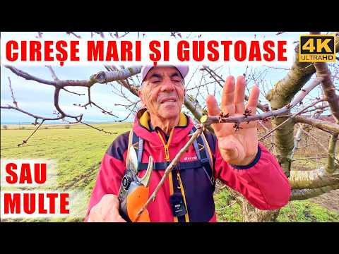 ✂️🌳 Von dicht stehenden zu hochwertigen Früchten: Der richtige Kirschenschnitt 🍒🍒