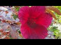 Blooming Summer