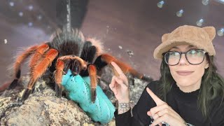 CONVINCING my TARANTULAS to eat *GIANT* Gummy Worms ft. some OG BADDIES (Salem, Houdini & MORE!)