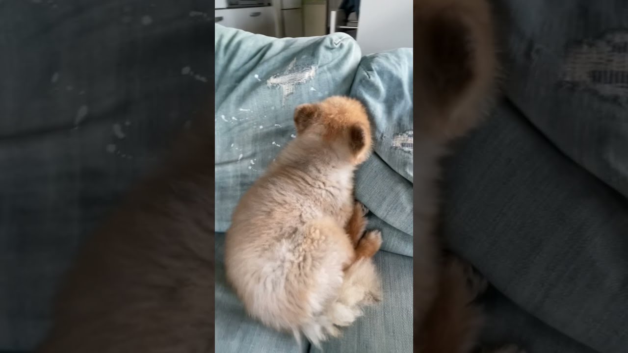 【息してる？】寝方の癖が強すぎる犬