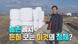 거대한 공룡알 가격은 ?