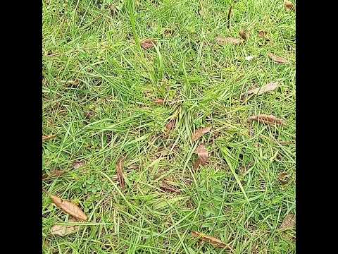 OMUZIMU OMUKULU NE KA BAKAABULAMU TUSOKA KYI??? NGA TUTEREZA LUBAALE OWOLUBEREBERYE.