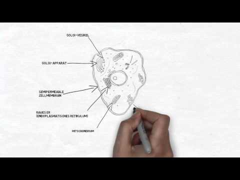 Aufbau einer Zelle |JUNG-PFLEGEN.de