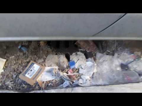 Trash and litter along Paris Street, East Boston